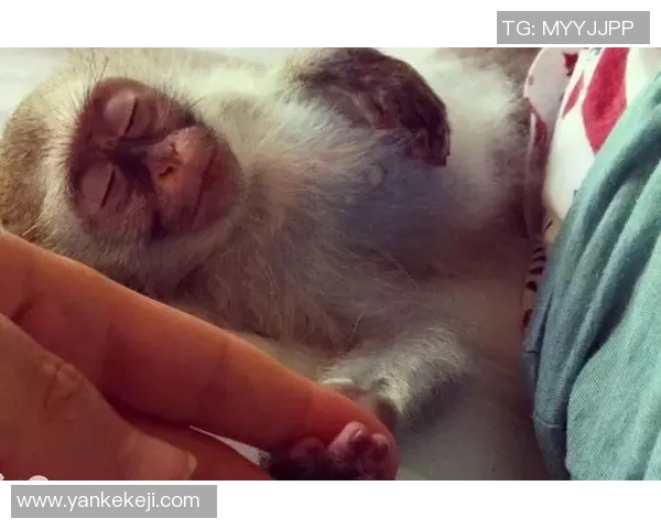 足球明星与动物形象的趣味对比展现精彩瞬间与个性特征 足球明星与动物形象的趣味对比展现精彩瞬间与个性特征